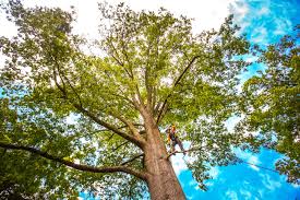 How Our Tree Care Process Works  in  Independent Hill, VA