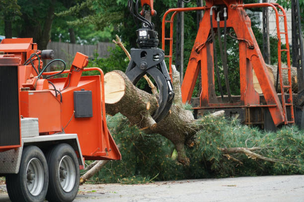 Best Palm Tree Trimming  in Independent Hill, VA