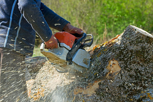 Best Root Management and Removal  in Independent Hill, VA